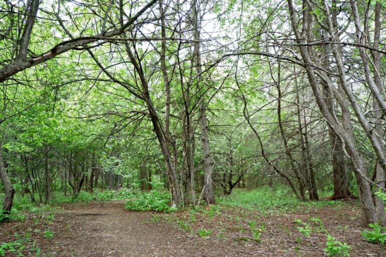 Moncton's Grove Hamlet Park • Pickle Moncton