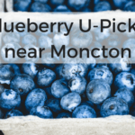 blueberry u-pick moncton Blueberry u pick Moncton Dieppe riverview pickle planet high bush low wild u-pick blueberries south eastern new brunswick