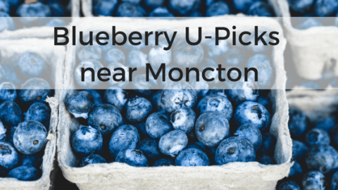 blueberry u-pick moncton Blueberry u pick Moncton Dieppe riverview pickle planet high bush low wild u-pick blueberries south eastern new brunswick