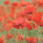 Remembrance Day Weekend 2018 moncton riverview dieppe shediac services