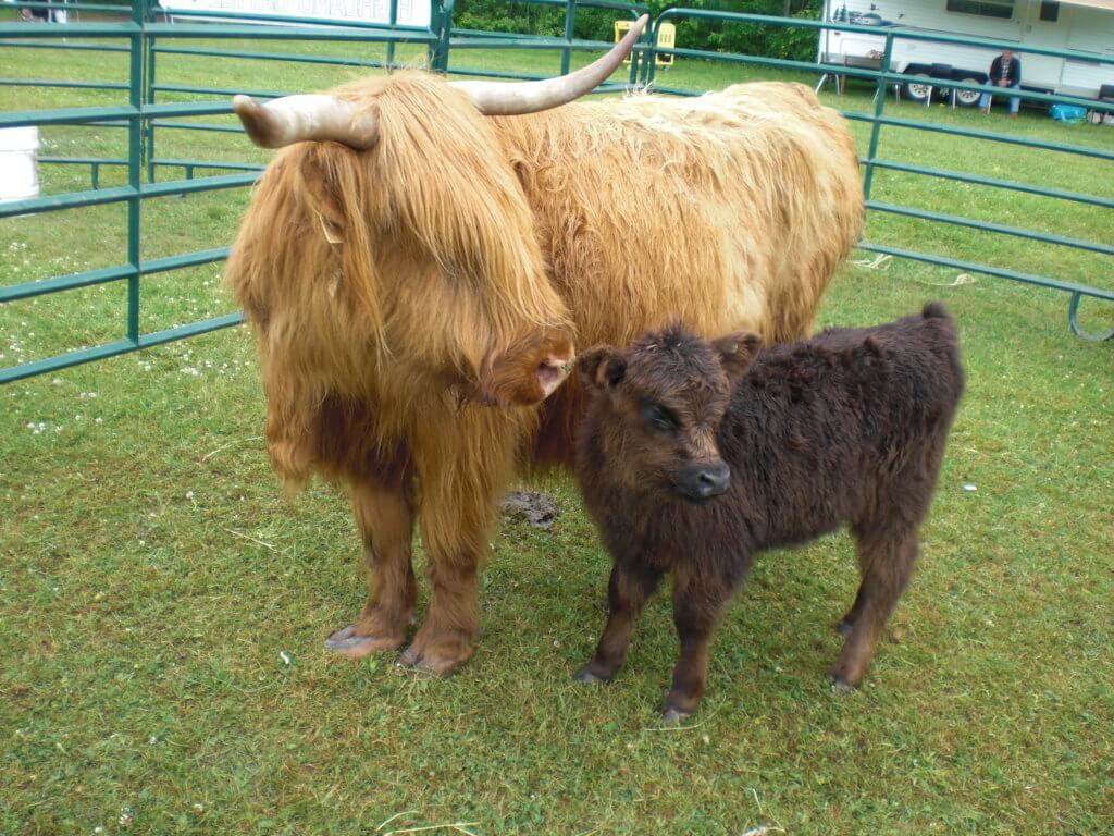moncton highland games highland cow 