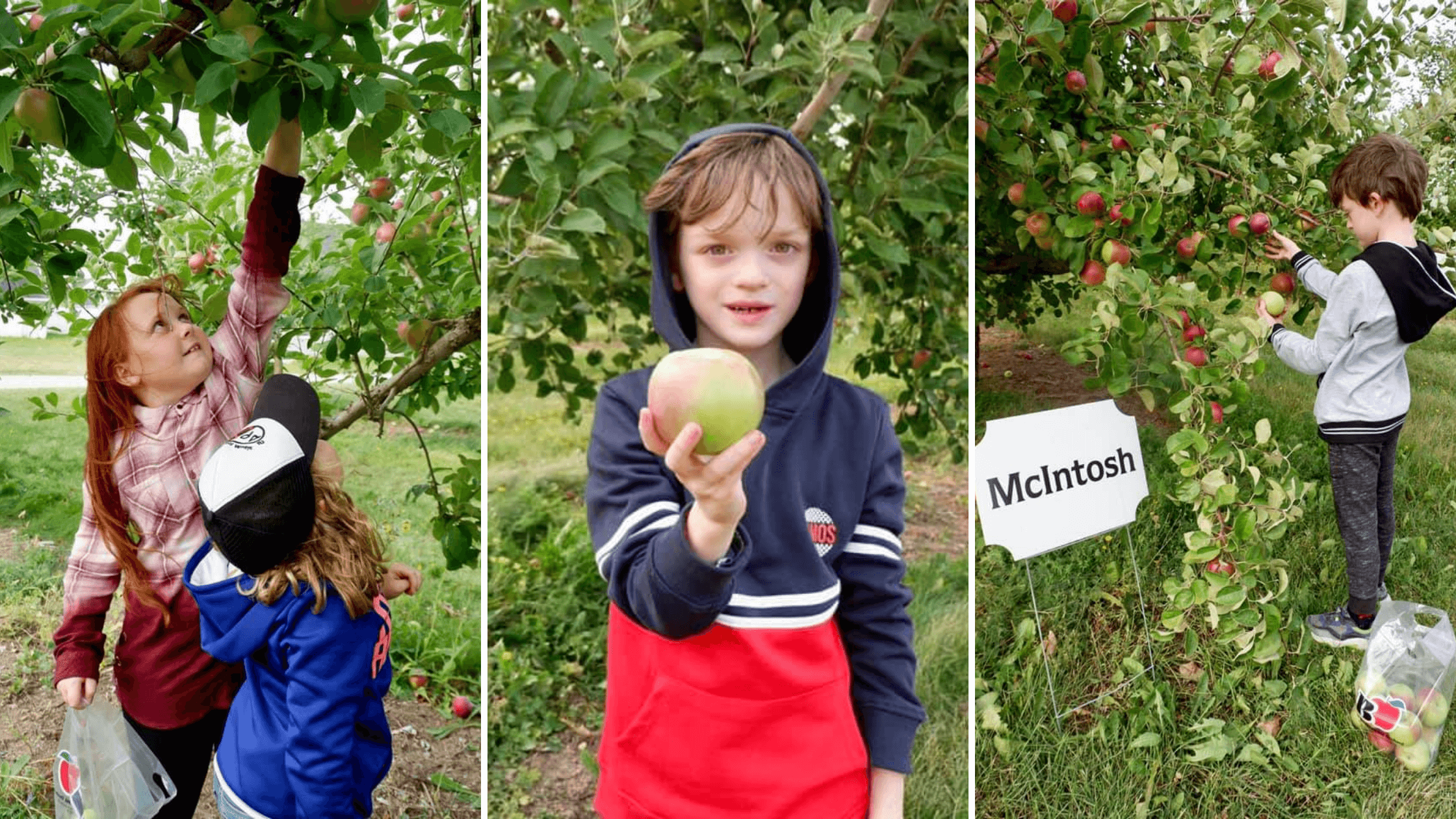 apple u pick orchard moncton memramcook kids family new brunswick innovation business verger belliveau orchard scow cider podcast pickle planet