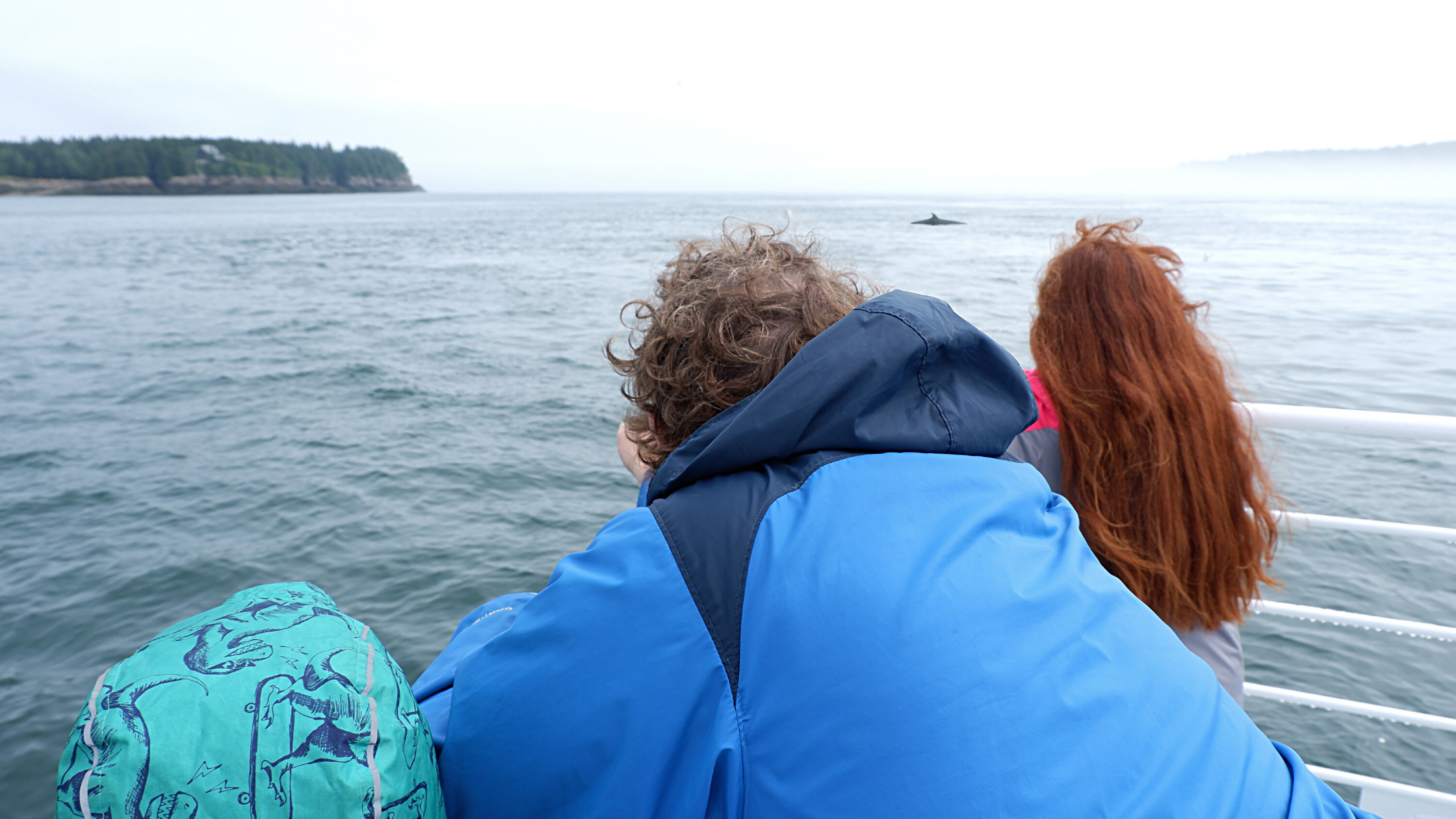 family whale watching off st andrews new brunswick